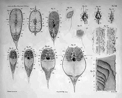 Sections and anatomy of electric eel, published posthumously by Sach's employer, Emil du Bois-Reymond, in 1881