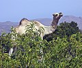 Camel in Almadow,Somalia