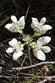 Xanthosia rotundifolia (Croix du Sud)