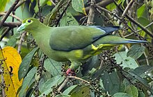 mostly greenish pigeon with blue beak and pinkish-red legs