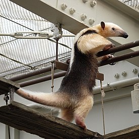 Tamandua eläintarhassa