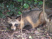 Gray and brown fox by a bush