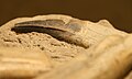 Tarbosaurus teeth