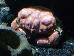 Pseudocarcinus gigas