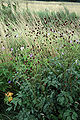 Great burnet (Sanguisorba officinalis)
