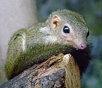 Pygmy treeshrew (T. minor)