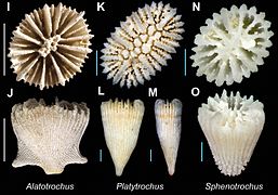 Des Turbinoliidae.