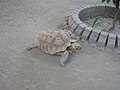 A spur-thighed tortoise