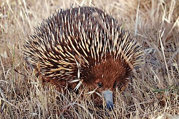 Short-beaked Echidna