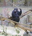 Chimp holding rope