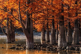 Swamp cypress (Taxodium distichum) near Sukko, Krasnodar Krai, Russia Foto di Aleksandr Horoshilov