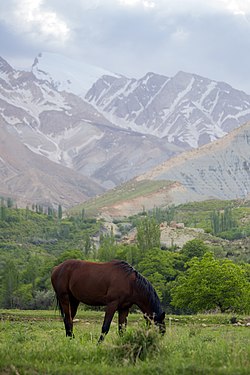 یک اسب ایرانی در روستای خفر پادنا