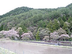 吉野山の山桜が咲くと田の神が降りてきたとして田植えの準備が始まる