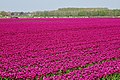 Tulip field