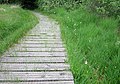 Orchidées en fleurs le long du sentier aménagé en platelage dans la tourbière du Mougau.