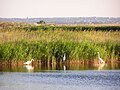 Малые белые цапли в лимане на Белосарайской косе