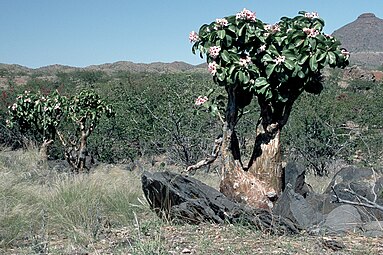 Adenium boehmianum