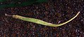 Pipefish