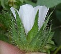 Flower, side view, calyx nearly as long as flower, having many-broad-part epicalyx at base, hairs mostly coarse and simple with bulbous bases