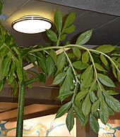 Leaflets, Muttart Conservatory, Edmonton, Canada