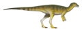 Ampelognathus