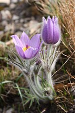 Efter en tid har blomman börjat öppna sig