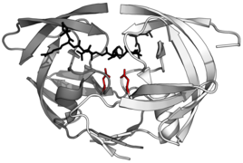 Aspartic protease