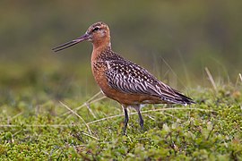 Breeding plumage