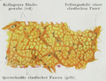 Microscopic image of the nuchal ligament.