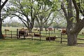 Cattle in the park are descended from former livestock of President Johnson.