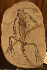 Redpath Museum Collection – Claudiosaurus germaini