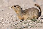 Spermophilus richardsonii