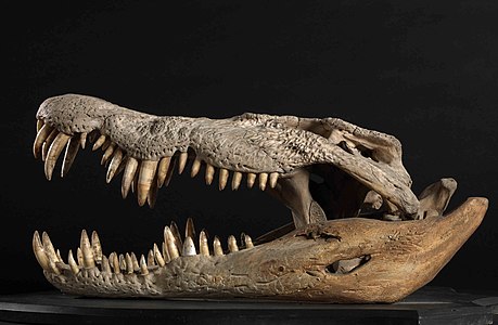 Saltwater Crocodile (Crocodylus prorsus)