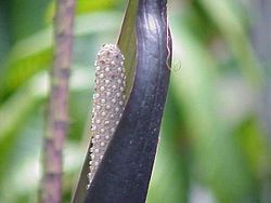 Cyrtosperma johnstonii.