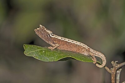 Brookesia thieli