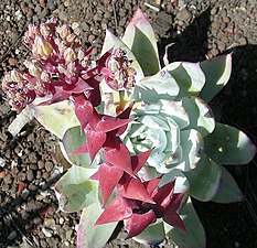 Dudleya brittonii