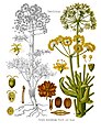 Ferula assa-foetida: a species of giant fennel belonging to the same genus as the ancient silphium and regarded as having similar properties, while being an inferior substitute for the plant.