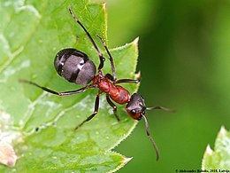 Erdei vöröshangya (Formica rufa)