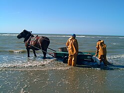 le cheval attelé à la carriole qui transporte le matériel