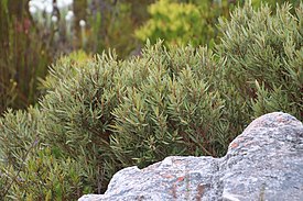 Hopeasälepensas (Grubbia tomentosa)