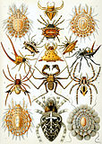 Арахнида (Arachnida)