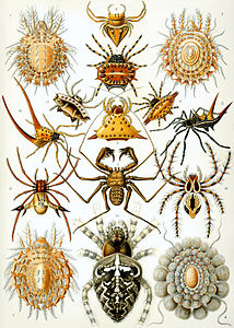 Arachnids, by Ernst Haeckel
