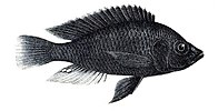 Haplochromis nubilus