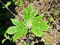 Oakleaf Hydrangea