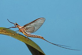 Imago (Adulto) do gênero Hexagenia, família Ephemeridae.