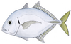 Imposter trevally