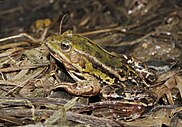 Kleiner-wasserfrosch-pelophylax-lessonae