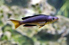 Cyprichromini (E): Cyprichromis microlepidotus and other members of this tribe are open-water planktivores[49][50]