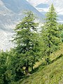 Image 9European larch (Larix decidua), a coniferous tree which is also deciduous (from Tree)