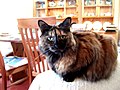 A long-haired tortoiseshell cat